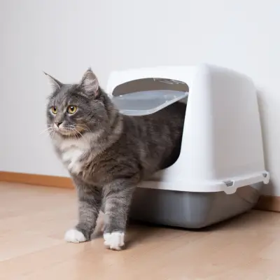 Catit - פתרונות חדשניים לחתולים לשגשוג יומי